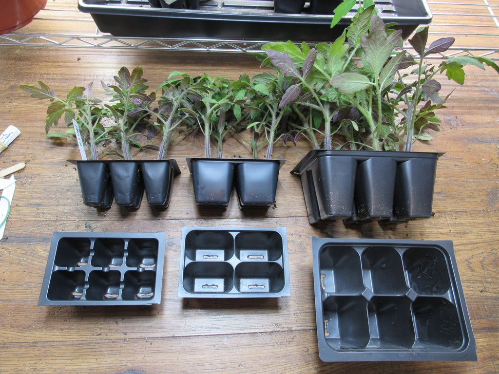 How to Have Tomato Transplants Ready for Your Garden in 6 Weeks - Container Size Matters