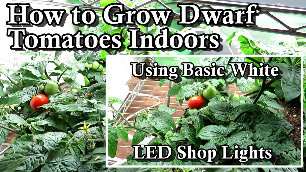 How to Grow Dwarf/Micro Tomatoes Indoors: Featuring the 'Tiny Tim' Tomato