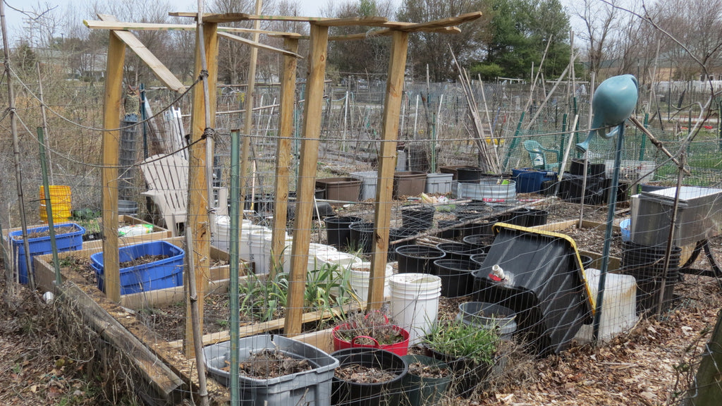 No Room for a Vegetable Garden - Try a Community Garden: Containers, Planting Peas & Broccoli, Basic Tour
