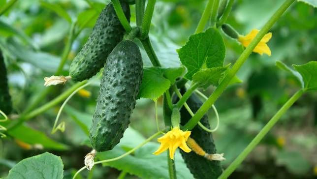 5 Cucumber Garden Tips: Care, Feeding, Spraying, Transplants & Trellising
