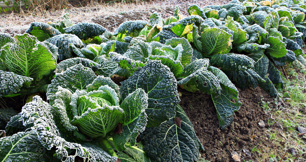 A List of Cool Weather Vegetable Crops