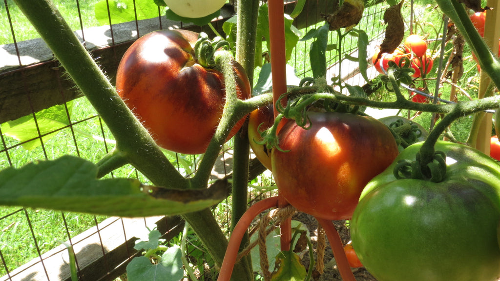 Complete Video Series (9): Growing Tomatoes and Peppers from Start to Finish