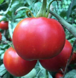All Tomato Seeds