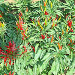 All Pepper Seeds