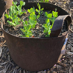 Root Pouch