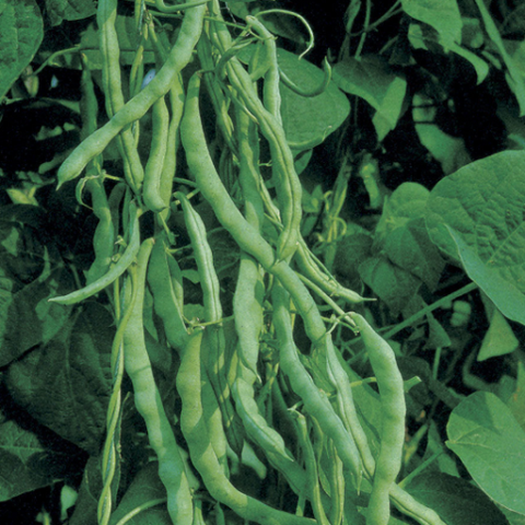Bean Seeds - Kentucky Wonder Pole Bean (Heirloom)