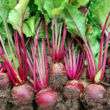 Beet Seeds - Detroit Dark Red