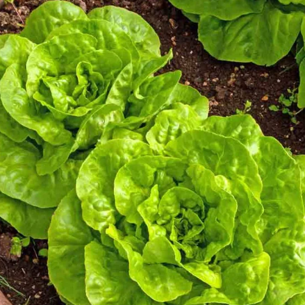 Lettuce Seeds - Butterhead Buttercrunch (Heirloom)