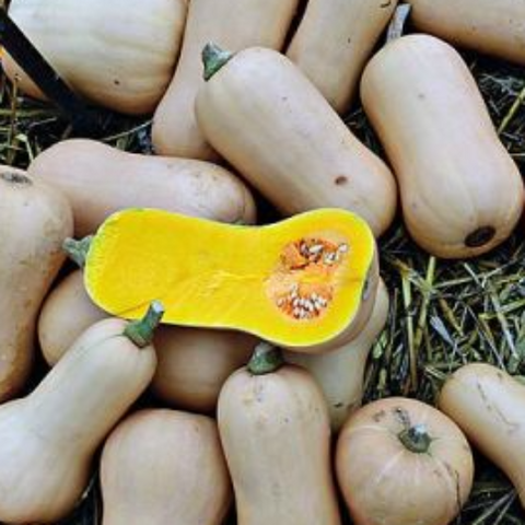 Squash/Zucchini Seeds - Waltham Butternut Winter Squash