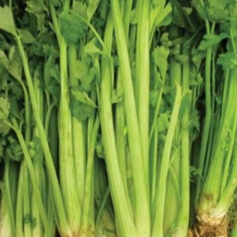Celery Seeds - Tall Utah Improved