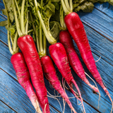 Radish Seeds - China Rose Sprouting