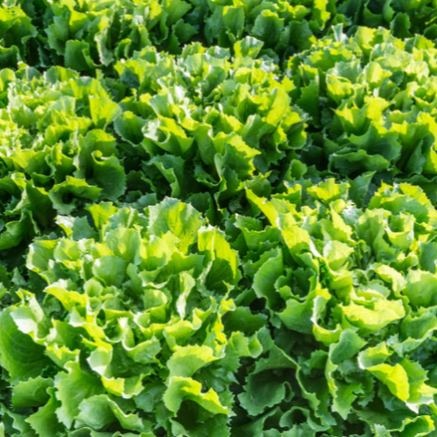 Endive Seeds - Broadleaf Batavian (Heirloom)