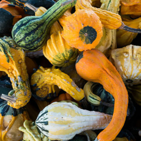 Gourd Seeds - Small Mixed