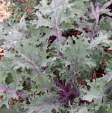 Kale Seeds - Red Russian (Heirloom)