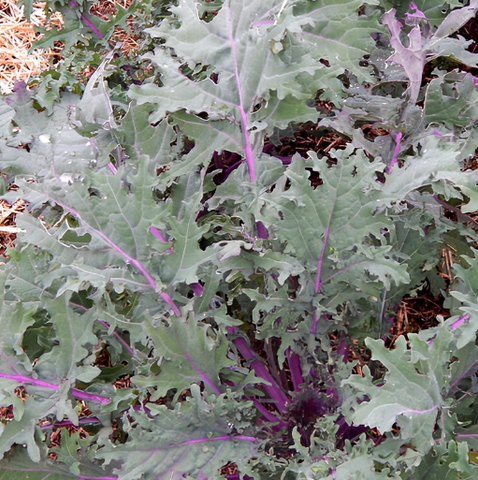 Kale Seeds - Red Russian (Heirloom)