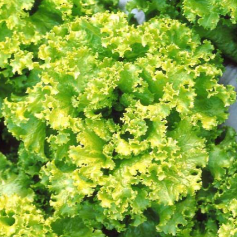 Lettuce Seeds - Grand Rapids TBR (Heirloom)