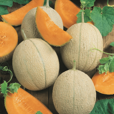 Melon Seeds - Heats of Gold