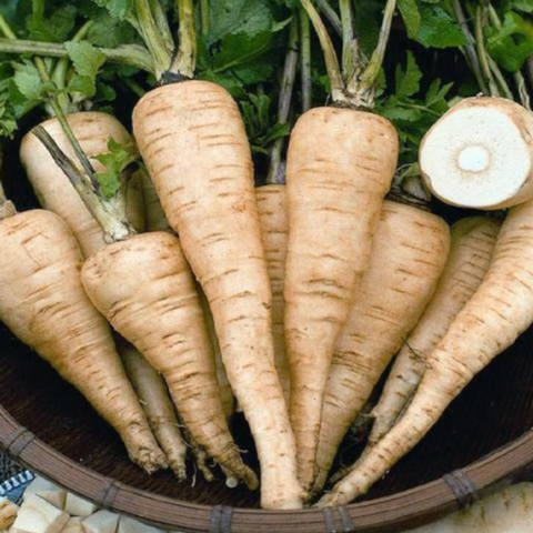 Parsnip Seeds - All American