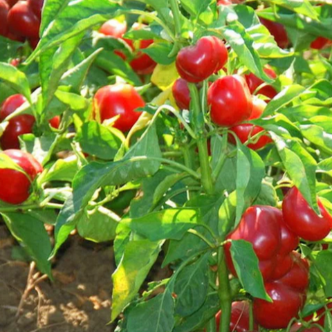 Pepper Seeds - Red Cherry Hots