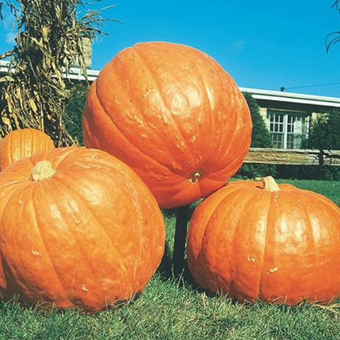 Pumpkin Seeds - Big Mx