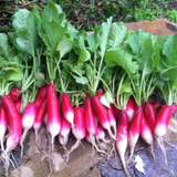 Radish Seeds - French Breakfast (Heirloom)