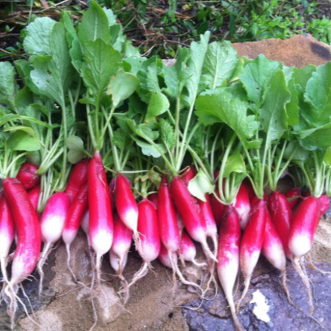 Radish Seeds - French Breakfast (Heirloom)
