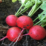 Radish Seeds - Early Scarlet Globe