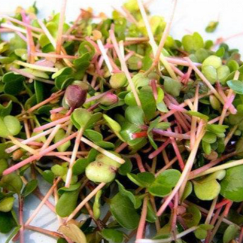 Radish Seeds - China Rose Sprouting