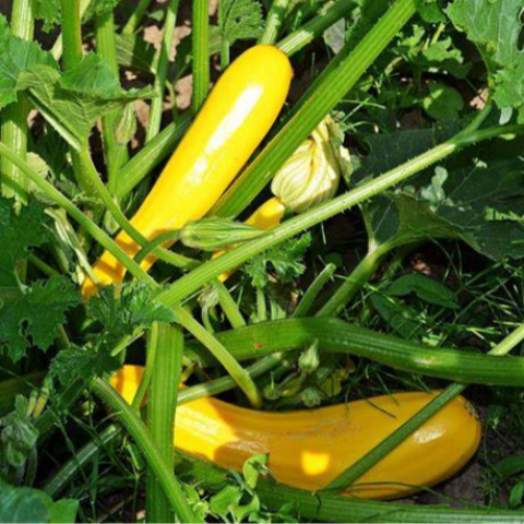 Squash/Zucchini Seeds - Early Prolific Straightneck Squash (Heirloom)