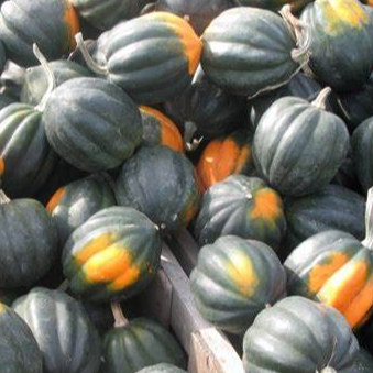 Squash/Zucchini Seeds - Table Queen