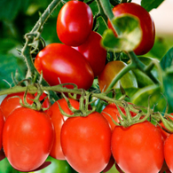 Tomato Seeds - Crovarese Grape Cherry (Heirloom)