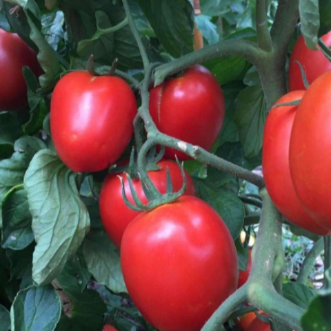 Tomato Seeds - Rio Grande