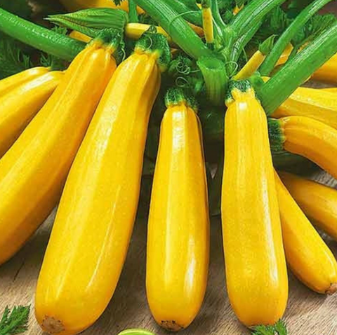 Squash/Zucchini Seeds - Golden Summer Zucchini