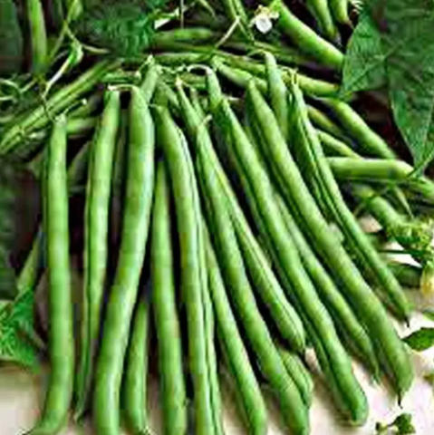 Bean Seeds  - Blue Lake Pole Bean FM-1K