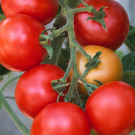 Tomato Seeds - Moneymaker (Heirloom)