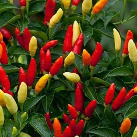 Pepper Seeds - Tabasco