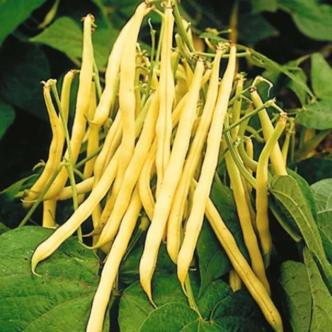 Bean Seeds - Golden Wax Yellow Bean (Bush)