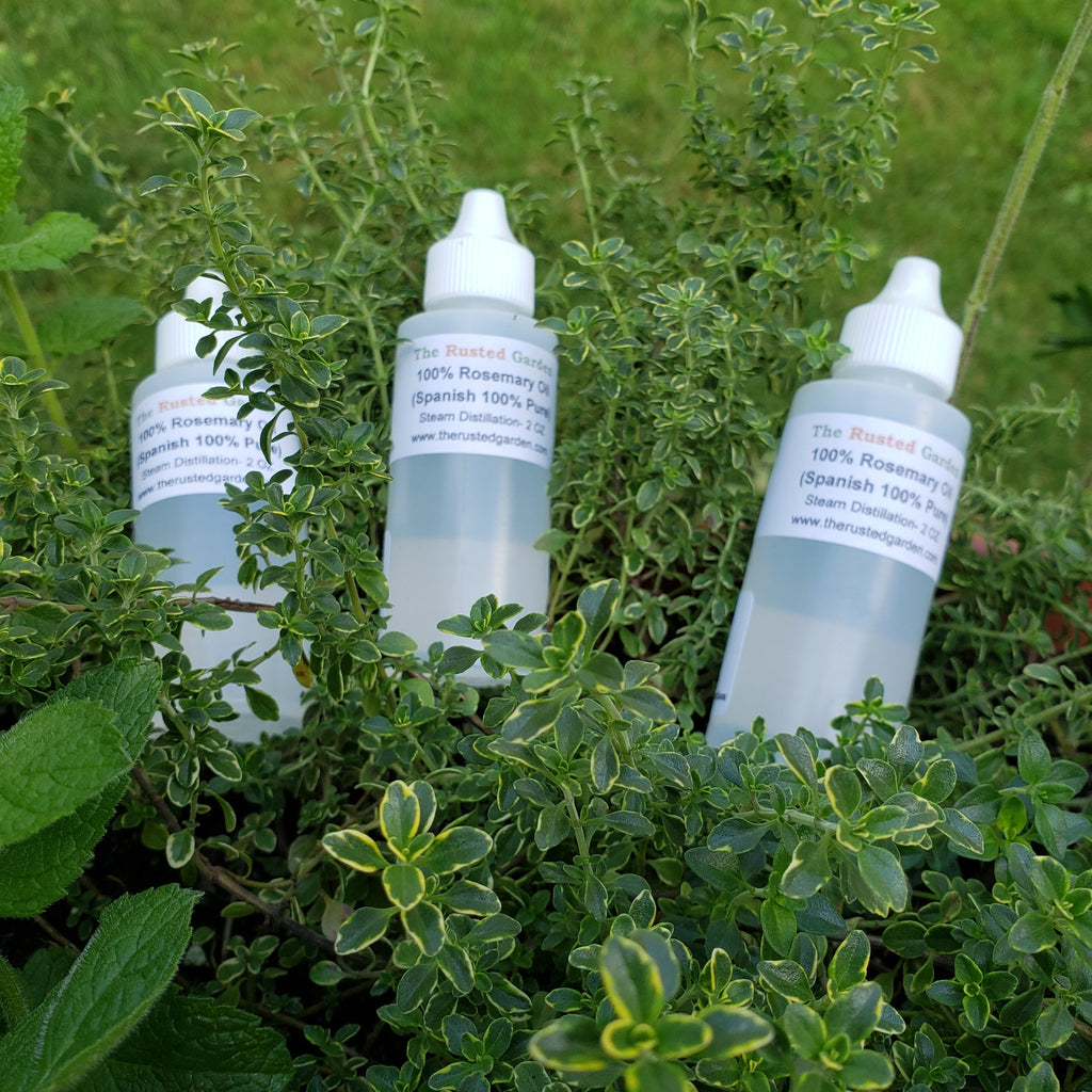 rosemary oil herbicide Rosemary Oil 2 oz (Spanish) for Insect Management – The Rusted Garden