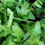 Herb Seeds - Arugula