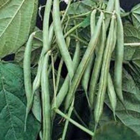 Bean Seeds - Blue Lake Bush Bean