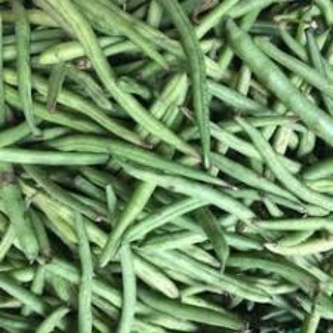 Bean Seeds - Provider Bush Bean