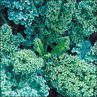 Kale Seeds - Dwarf Blue Curled Scotch