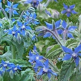 Herb Seeds - Borage