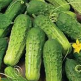 Cucumber Seeds - Boston Pickling