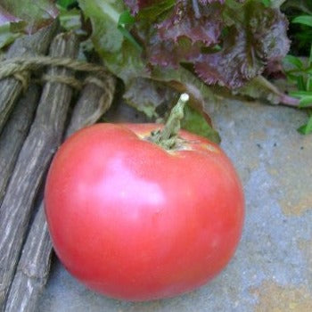 Tomato Seeds - Bradley