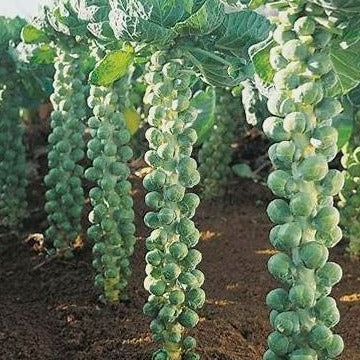 Brussel Sprout Seeds - Long Island Improver Heirloom