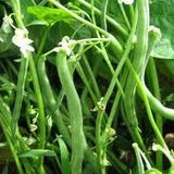 Bean Seeds  - Blue Lake Pole Bean FM-1K