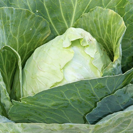 Cabbage Seeds - Early Jersey Wakefield (Heirloom)