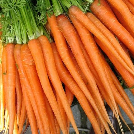 Carrot Seeds - Tendersweet Heirloom