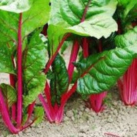 Chard Seeds - Ruby Red (Heirloom)